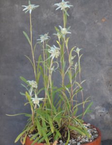 Edelweiss - Lentopodium alpinum - The Tea Break Gardener