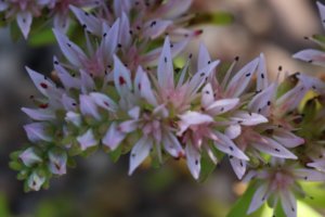 Sedum pulchellum seastar