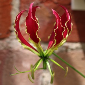 Gloriosa Suberba lily