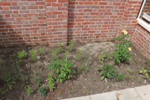 New border planted temporarily with annuals