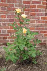Rose 'Lark Ascending'