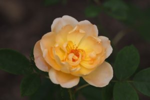 Rose 'Lark Ascending' Flower