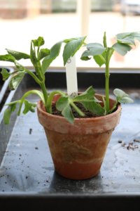 Dahlia cuttings