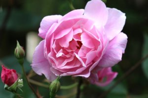 Rosa 'Mortimer Sackler'