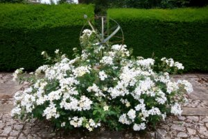 Armillary sphere with rose 'Kew Gardens'