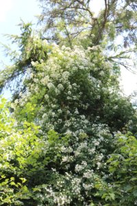 Rose Himalayan musk