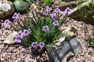 Alpine sisyrinchium