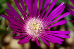 Delospernum cooperii