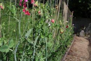 Sweet peas growing up strings