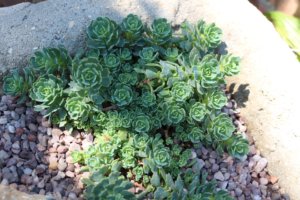 Sedum pachyclados