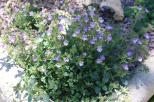 chaenorhinum origanifolium