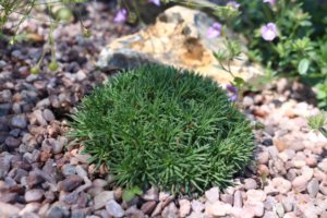 Armeria 
