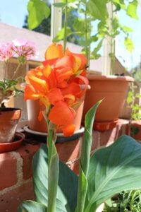 Orange canna