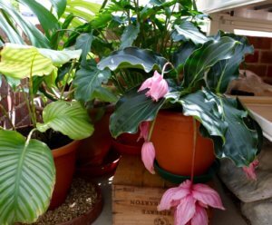 Medinilla magnifica