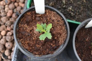 Telopea speciosissima seedling