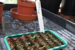 Giant protea seedling