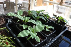 Datura seedlings
