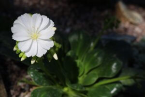 Lewisia