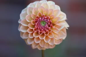 Dahlia Linda's baby