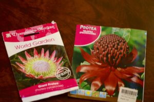 Protea seed packets