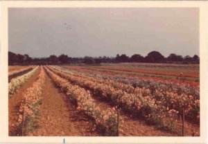 Sweet pea field