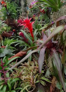 Epiphyte display