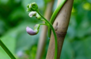 Climbing french bean Cobra