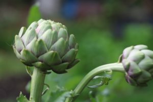 Globe artichokes