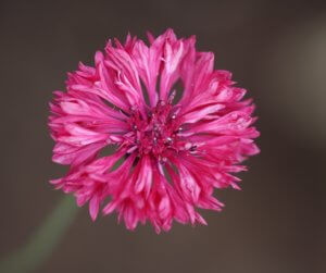 Cornflower - 'Red Ball'