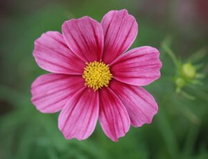 Cosmos Daydream