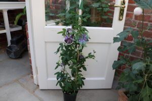 Passionflower