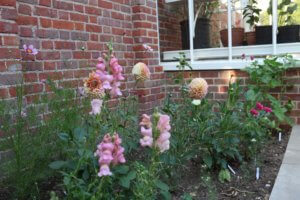 Border with snap dragons cosmos and dahllia