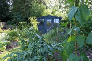 Vegetable garden in evening sun