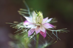 Nigella Mulberry Rose Nigella Mulberry Rose