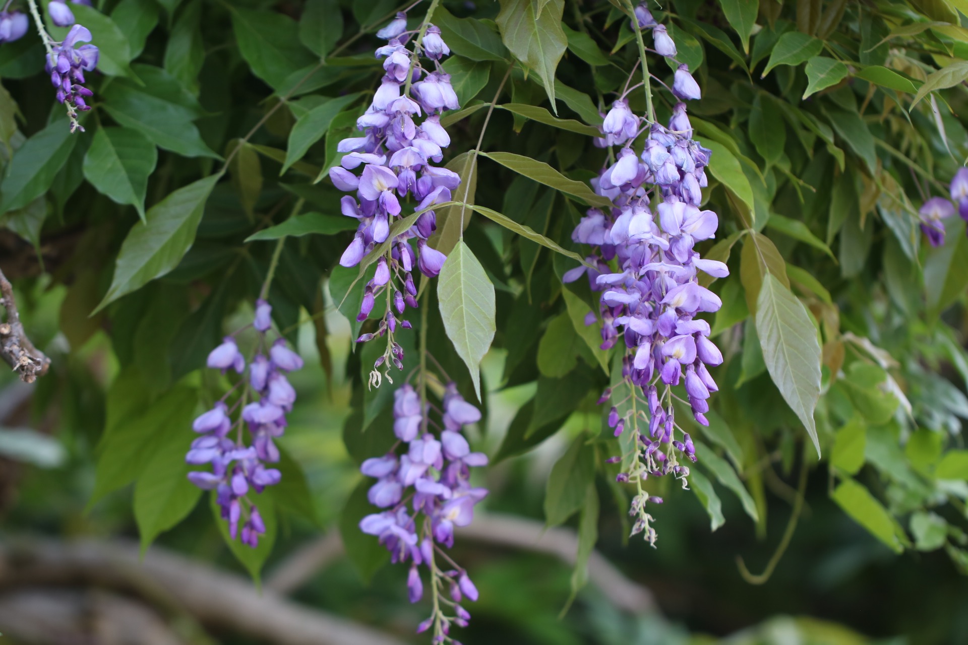 Wisteria second summer flowers