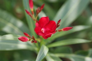 Oleander flower