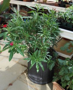 Oleander plant in greenhouse
