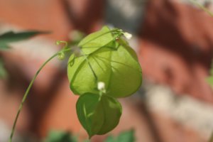 Cardiosperma seedhead