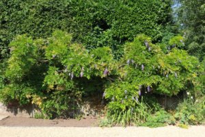 Wisteria with summer flower flush