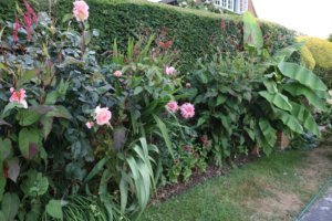 Tropical border with hardy banana and dahlias