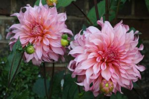 Dahlia Islander