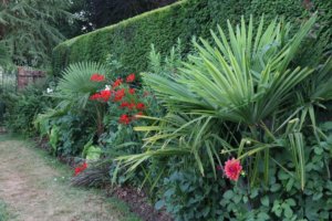 Tropical border with trachycarpus fortuneii crocosmia and dahlias
