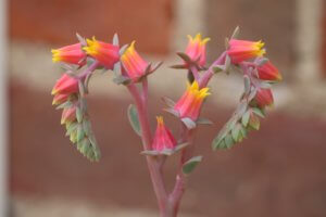 Echeveria flowers