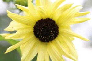 Sunflower vanilla ice