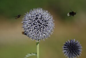 Echinops and bees
