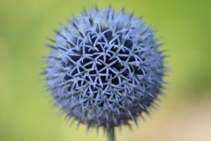 Echinops 'Taplow Blue'