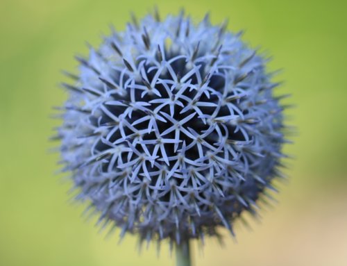 Echinops – The Globe Thistle