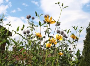 Echinops taplow blue with yellow helianthus