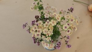 Oregano flowers and Phlox drumondii