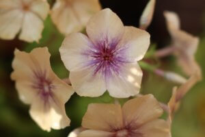 Phlox drumondii creme brulee